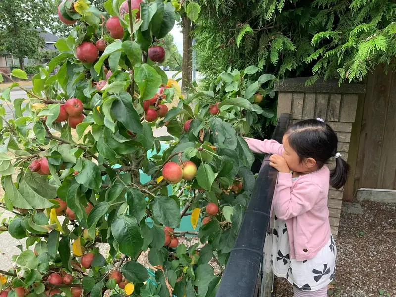 A child reaching up into an apple tree heavy with fruit