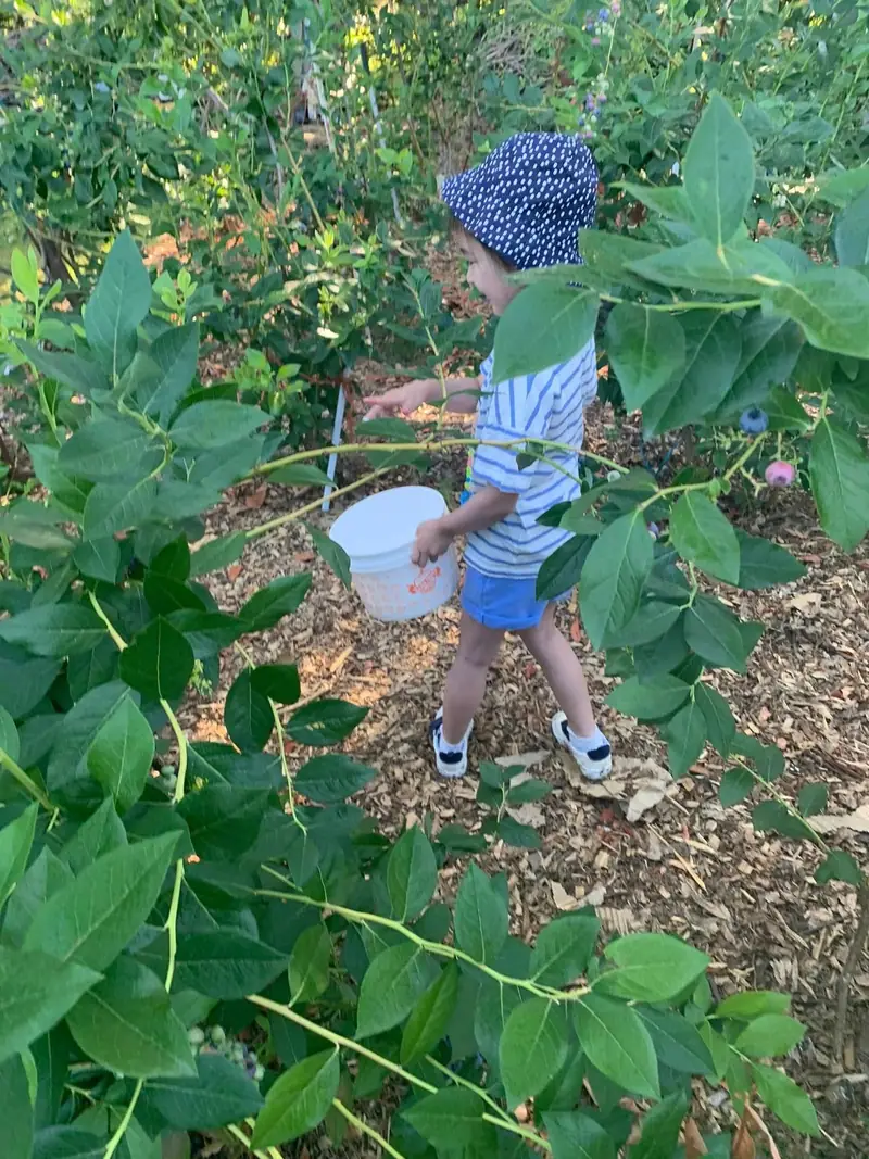 A child carrying a bucket between the blueberry bushes
