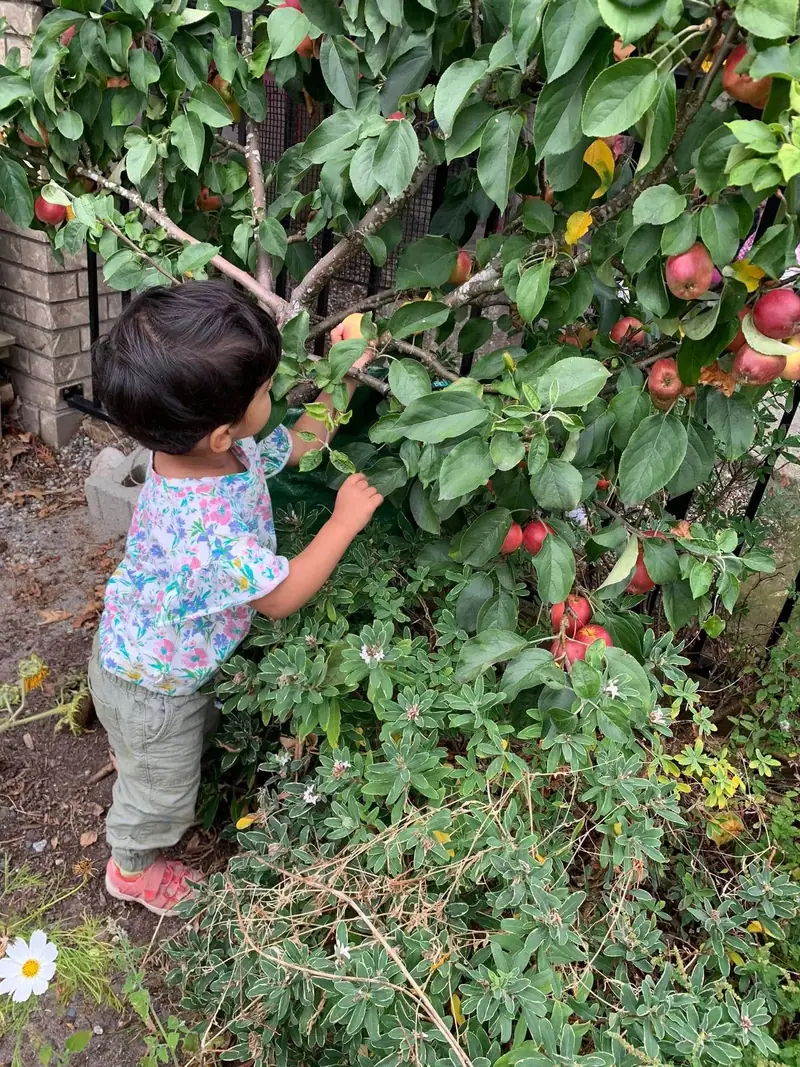 A toddler reaching up to pick a ripe apple from the tree