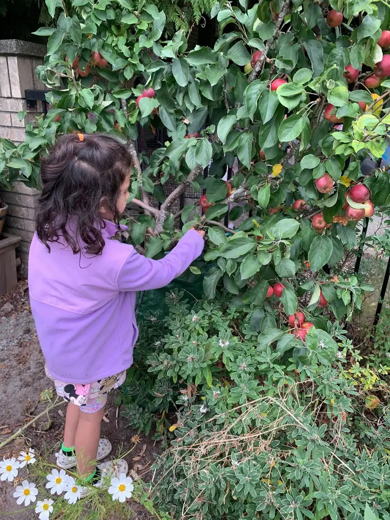 A child in a purple sweater reaching into the apple tree